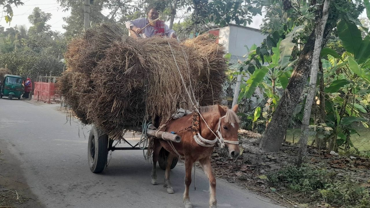 পাবনার সুজানগরে কৃষিপণ্য পরিবহণে জনপ্রিয় ঘোড়ার গাড়ি 